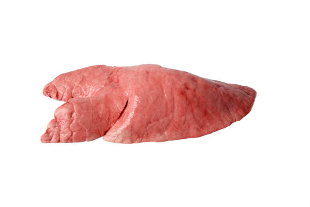Pig Lung