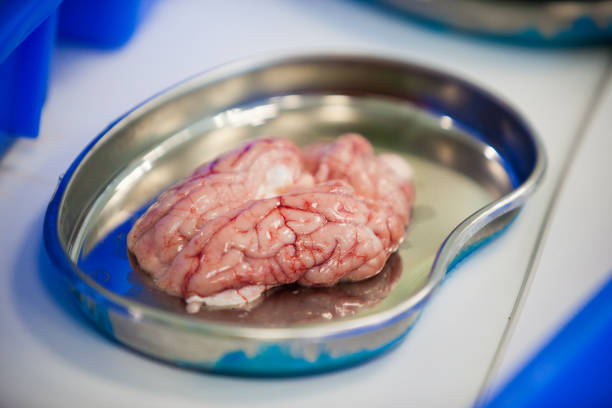 Pig Brain